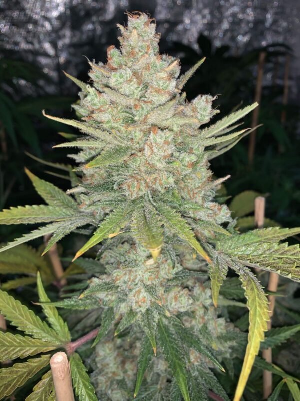 Fast Buds - OG Kush Auto ♀ - Image 7