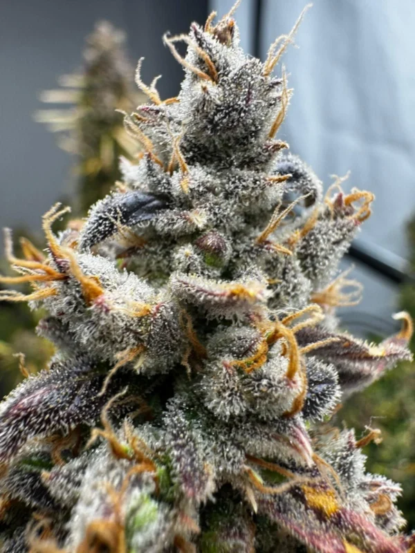 Fast Buds - OG Kush Auto ♀ - Image 6