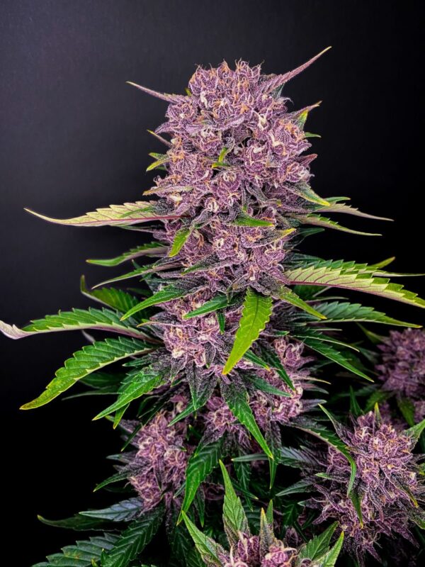 Fast Buds - Purple Lemonade Auto ♀ - Image 14