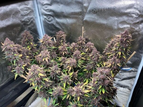 Fast Buds - Purple Lemonade Auto ♀ - Image 2