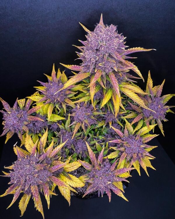 Fast Buds - Purple Lemonade Auto ♀ - Image 11