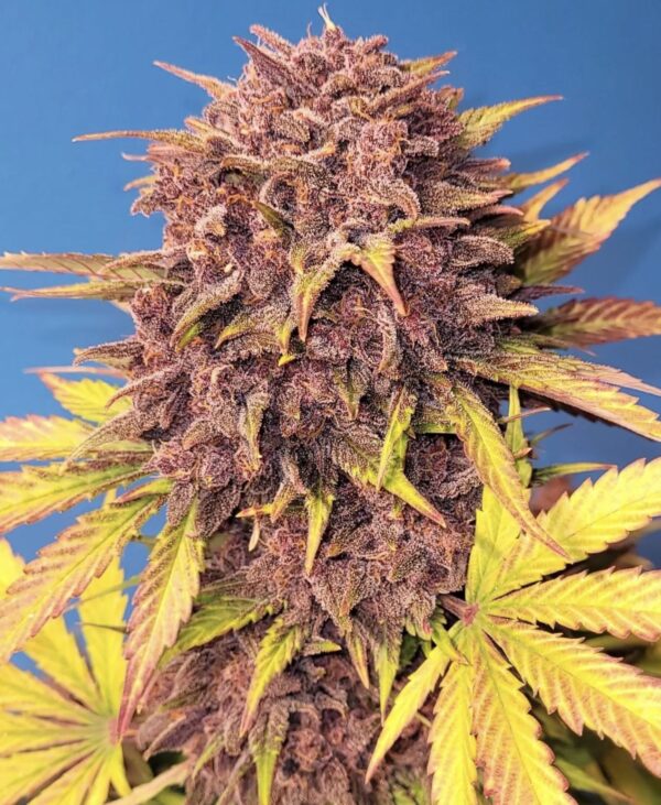 Fast Buds - Purple Lemonade Auto ♀ - Image 9