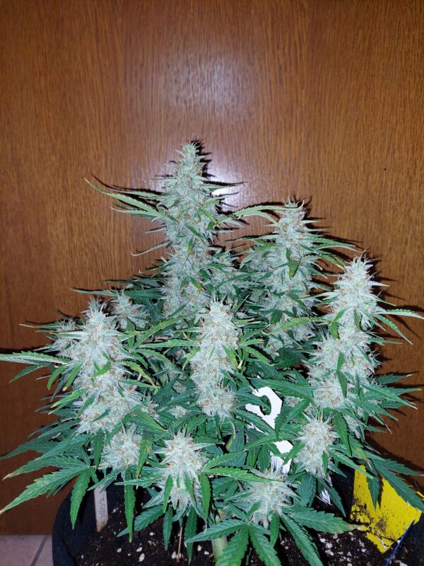 Fast Buds - Skunk Auto ♀ - Image 4