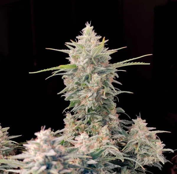 Fast Buds - Skunk Auto ♀ - Image 2