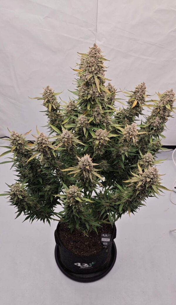 Fast Buds - Sour Jealousy Auto ♀ - Image 13