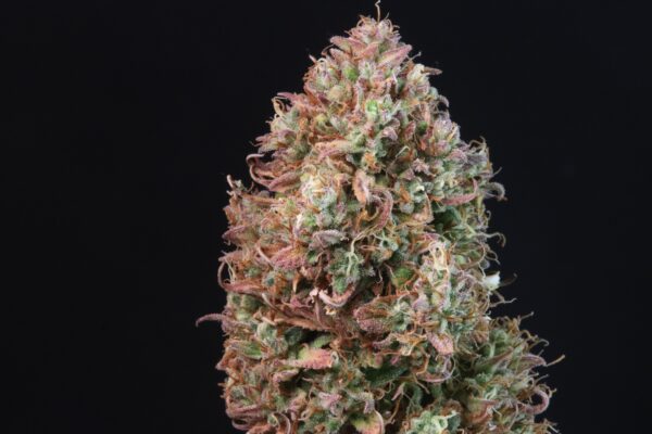 Fast Buds - Sour Jealousy Auto ♀ - Image 9