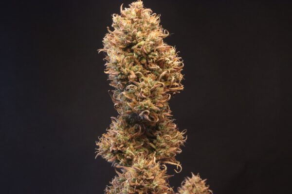 Fast Buds - Sour Jealousy Auto ♀ - Image 16