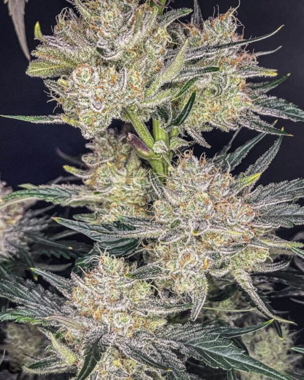 Fast Buds - Strawberry Banana Auto ♀ - Image 2