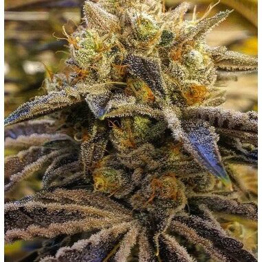 Cali Connection Archives - Heritage Seed Bank