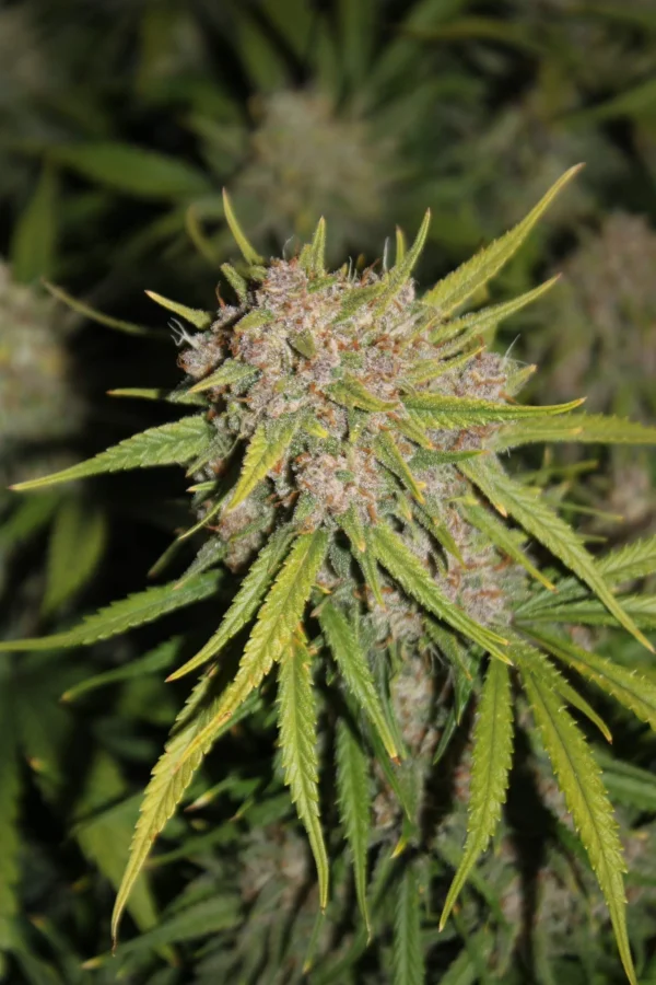 Fast Buds - Tropicana Cookies Auto ♀ - Image 12