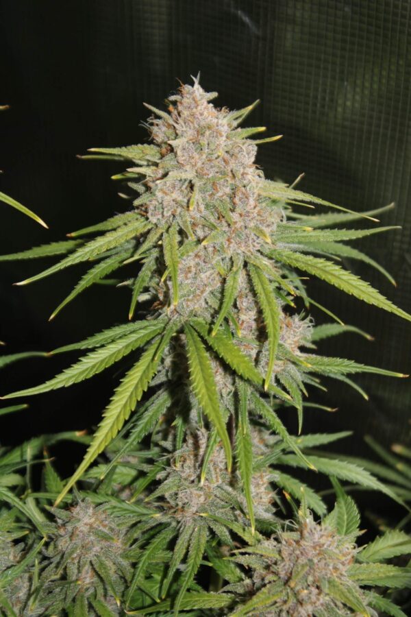 Fast Buds - Tropicana Cookies Auto ♀ - Image 11