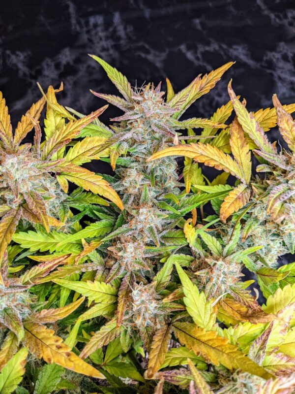 Fast Buds - Tropicana Cookies Auto ♀ - Image 9