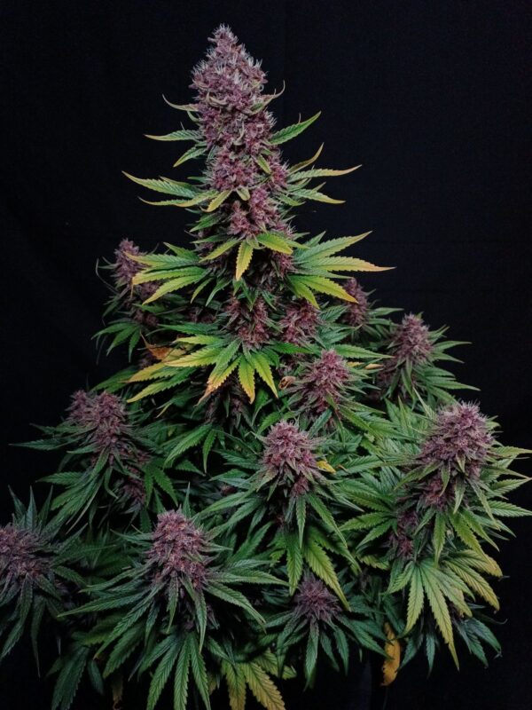 Fast Buds - Ztrawberriez Auto ♀