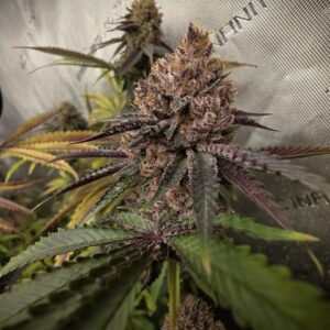 Offensive Selections - Black Cat