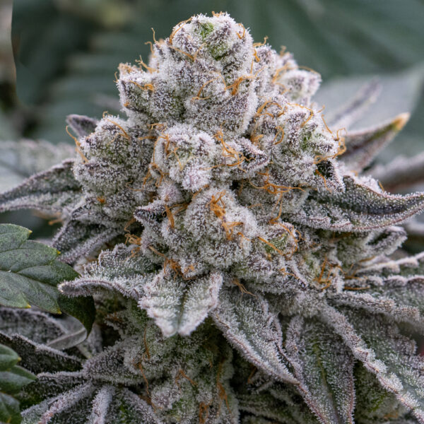 Alien Genetics - Cereal Rock Candy