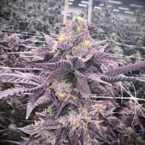 Offensive Selections - Rotten