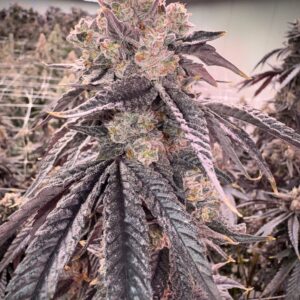 Offensive Selections - Sinister