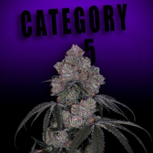 Offensive Selections - Category 5