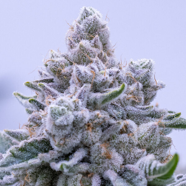 Alien Genetics - Rootberry Reserve