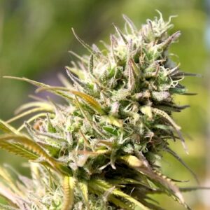 Fleur Du Mal Seeds - African Queen