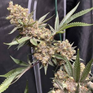 Fleur Du Mal Seeds - Banana Sherbet