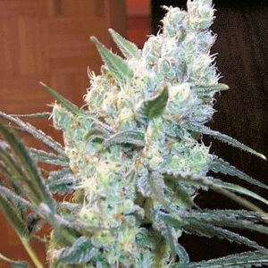 Fleur Du Mal Seeds - Cinderella 99
