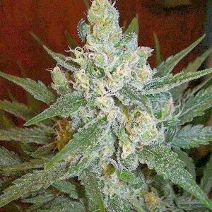 Fleur Du Mal Seeds - Generals Daughter