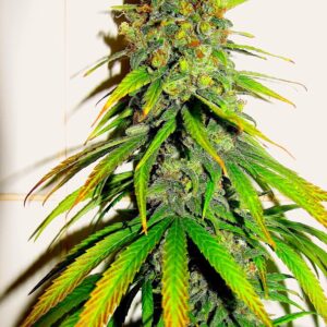 Fleur Du Mal Seeds - ESB