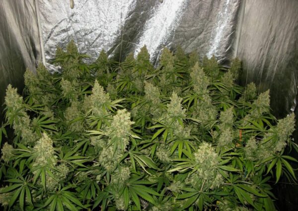 Fleur Du Mal Seeds - Indiana Bubblegum BX3 - Image 3