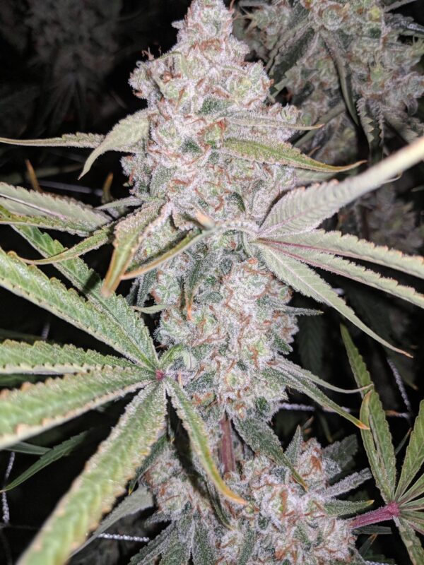 Fleur Du Mal Seeds - Indiana Bubblegum BX3
