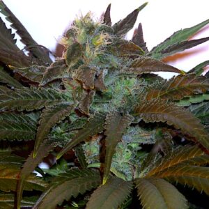 Fleur Du Mal Seeds - Janis
