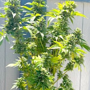Fleur Du Mal Seeds - Ortega