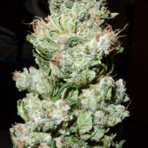 Fleur Du Mal Seeds - Sweet Tooth #4