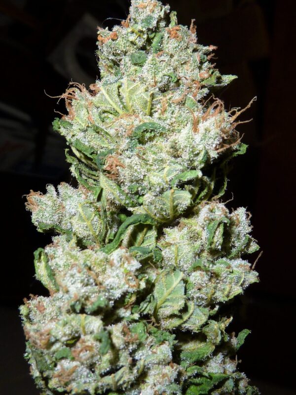 Fleur Du Mal Seeds - Sweet Tooth #4
