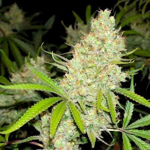 Fleur Du Mal Seeds - Princess 88