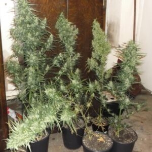 Fleur Du Mal Seeds - Durban Thai Highflyer