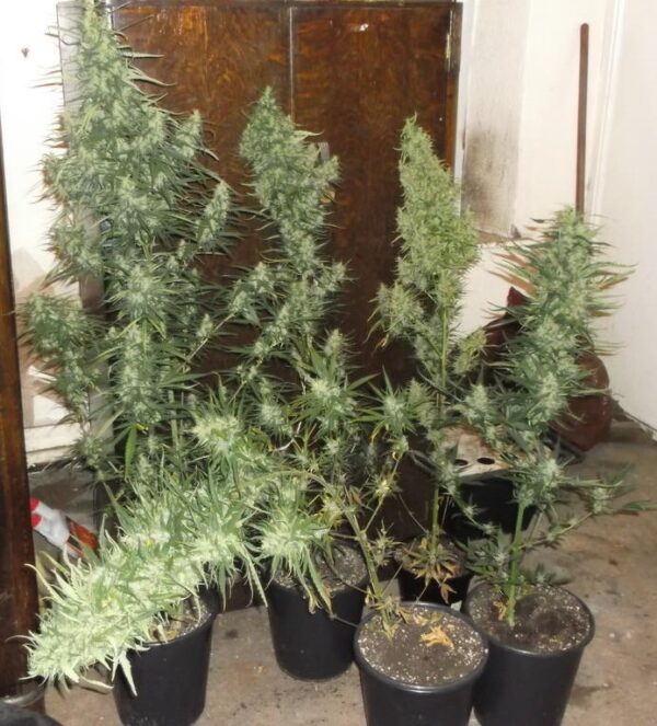 Fleur Du Mal Seeds - Durban Thai Highflyer