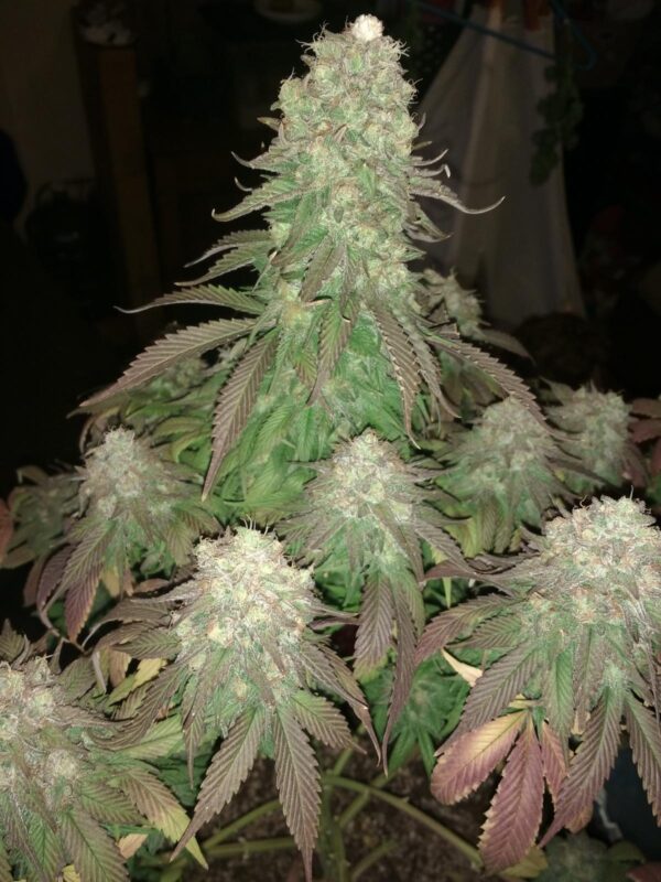 Fleur Du Mal Seeds - Indiana Bubblegum BX3 - Image 4