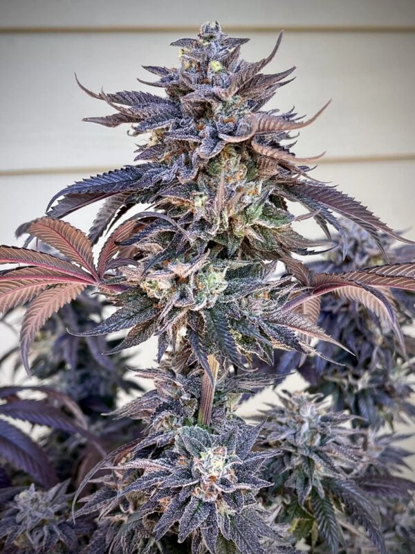 Umami Seeds - Zodaza - Image 3