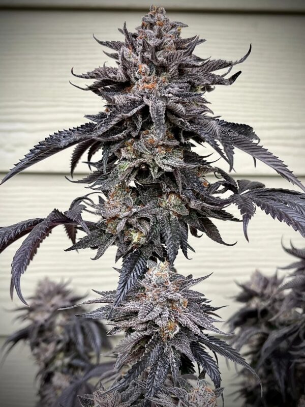 Umami Seeds - Zodaza - Image 4