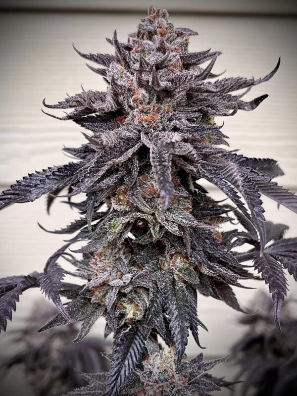 Umami Seeds - Zodaza - Image 2