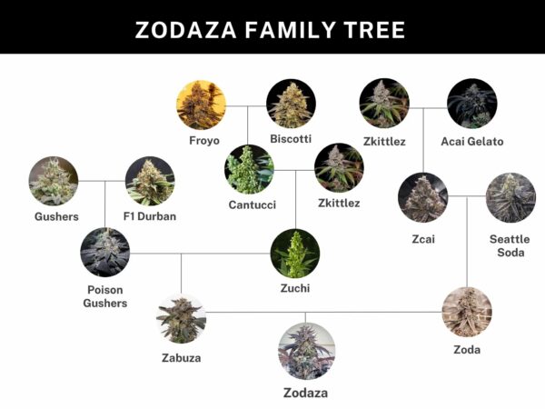 Umami Seeds - Zodaza - Image 5