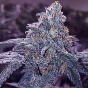 Grandiflora Genetics - Blue 16