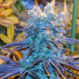 Fleur Du Mal Seeds - Shiskaberry F4