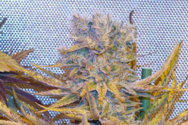 Fleur Du Mal Seeds - Shiskaberry F4 - Image 4