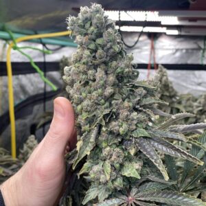 Katsu Seeds - Double Dose Diesel