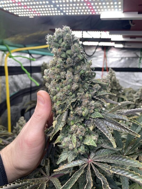 Katsu Seeds - Double Dose Diesel