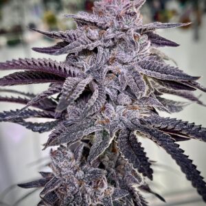 Umami Seeds - Zoda Bx1