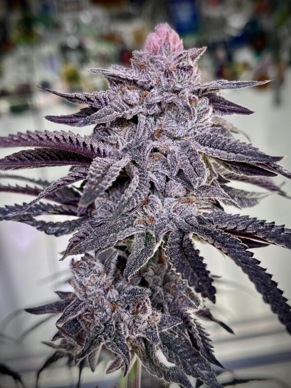 Umami Seeds - Zoda Bx1