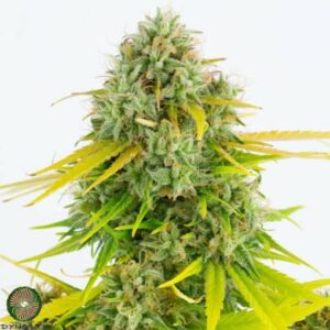 Dynasty Genetics - Kalisnapple Bx3